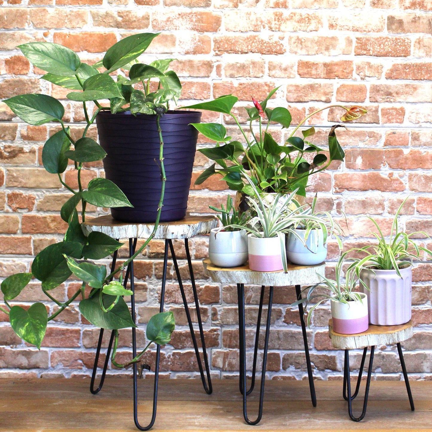 Set of 3 Gamell Wood Plant Stands - Whitewash