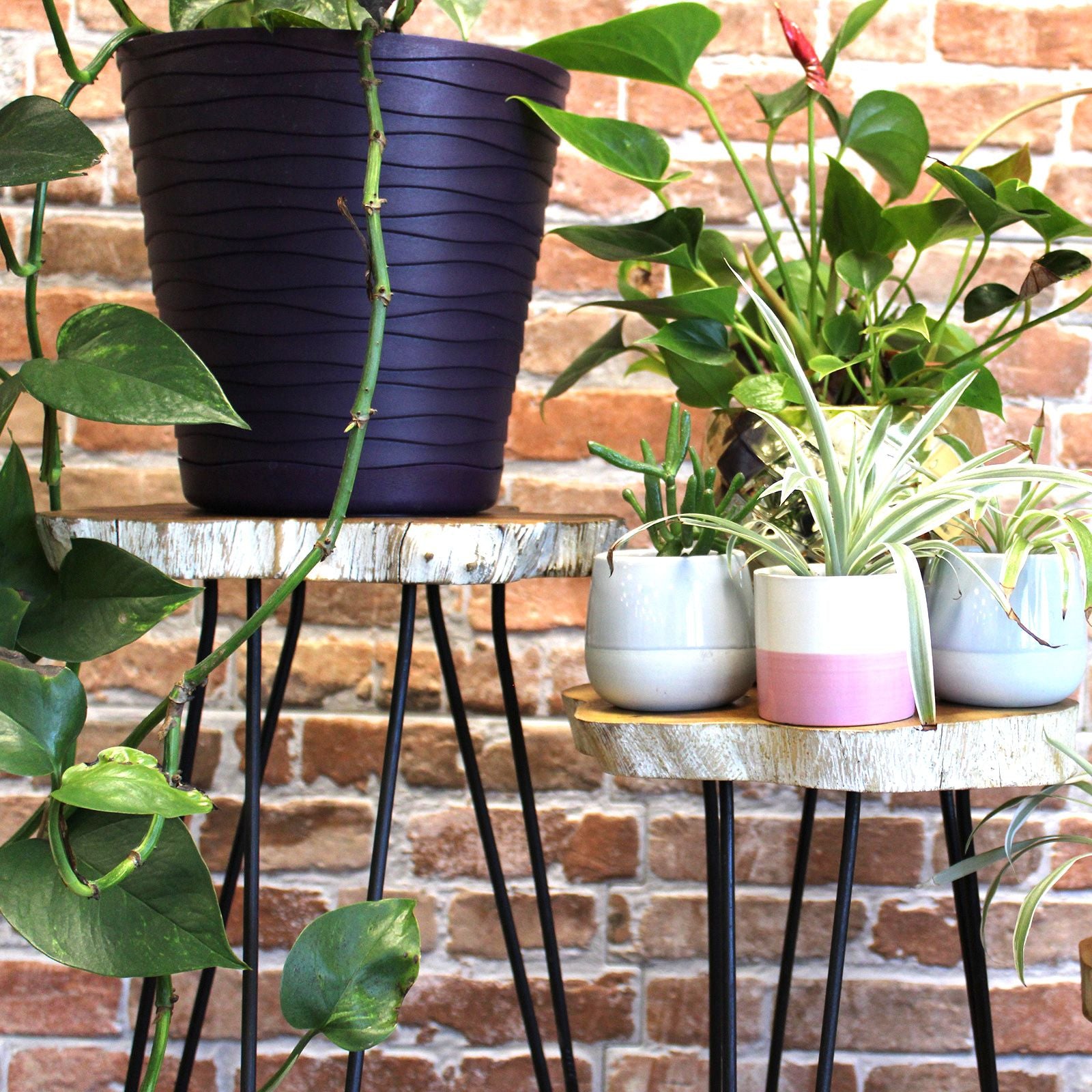 Set of 3 Gamell Wood Plant Stands - Whitewash